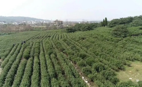 让农耕文明的“活化石”活起来