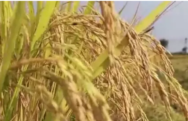 超1.3万亿斤，彰显中国饭碗分量——数评新时代中国经济历史性跃升