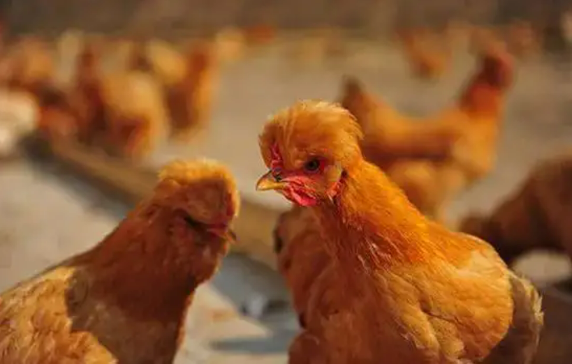 北京开展四个特色种源保护行动 种业发展环境不断优化