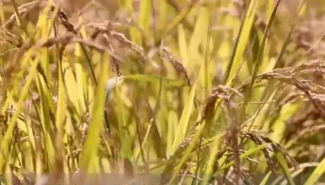 743.5公斤！内蒙古水稻亩单产再创新高