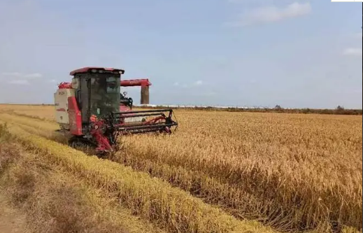 优质耐盐水稻新品系“盐黄香粳”亩产达505公斤