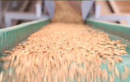 豆粕减量替代促节粮降耗