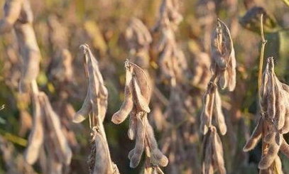 亩产首破400公斤 南疆春播大豆创单产新纪录