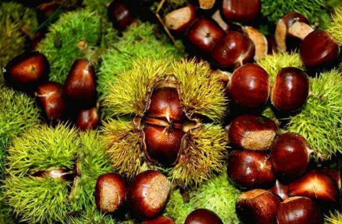 迁西板栗入选2022年国家农业品牌精品培育计划名单