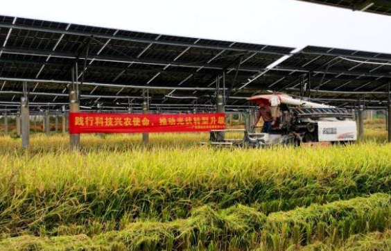 国内首个光伏发电与主粮项目首季水稻迎来大丰收