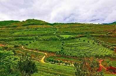 云南林草产业优势突出 日均产值近10亿元