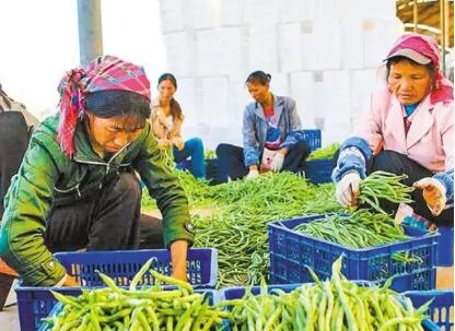 云南省蔬菜出口创收超100亿元