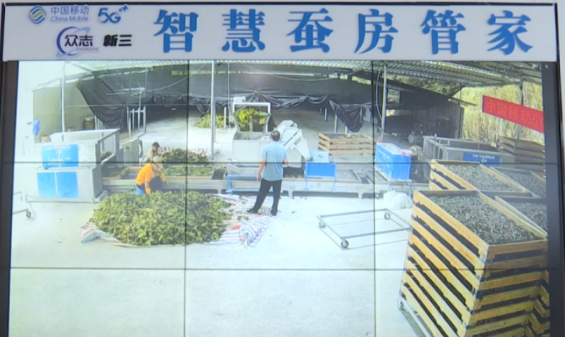 从田园养蚕到云上数智化 “中国蚕桑之乡”蝶变“中国丝绸新都”