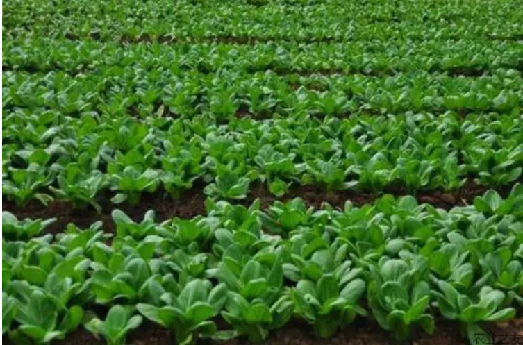 各地多措并举保冬季粮油作物安全越冬