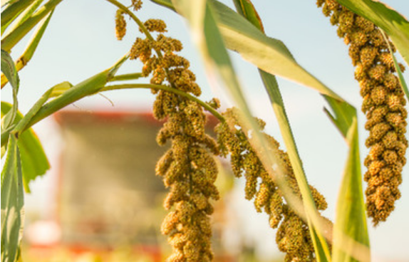 确保中国人的饭碗牢牢端在自己手中
