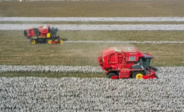 新疆棉花产量占全国90.2% 创历史新高