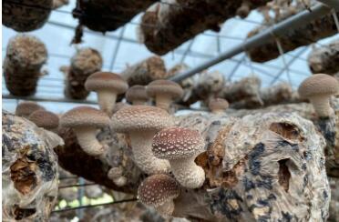 河北保定：特色产业“筋骨壮”  增收致富底气足