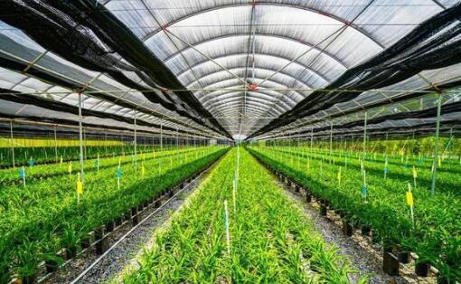 广东探索建立现代农业市场体系，发挥联农带农作用