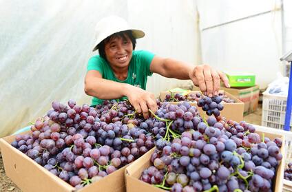 河北省7746个脱贫村培育特色产品12283个