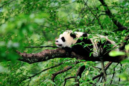 国家公园建设，明确时间表路线图