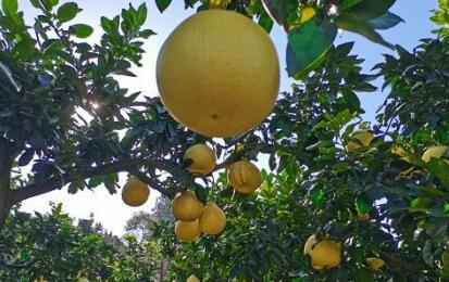 小果子做出乡村振兴“大文章”