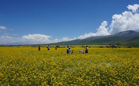青海海西以实干实绩 赋能乡村全面振兴