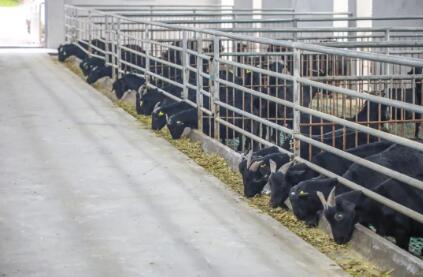 智能农业让羊有“证”蚕“驾云”