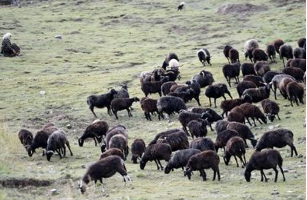 青海：“黑藏羊”成为群众增收路上的“喜羊羊”