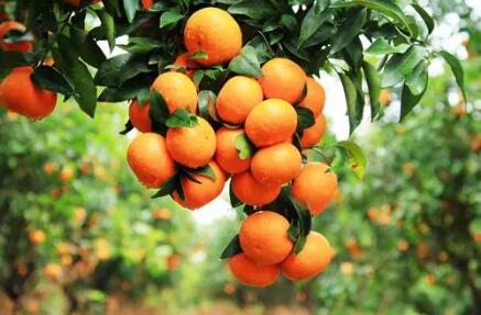 年产量占全国1/5，年产值超百亿元 武鸣沃柑为何这么牛