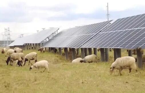 青海积极探索“光伏羊”生态畜牧业新路径