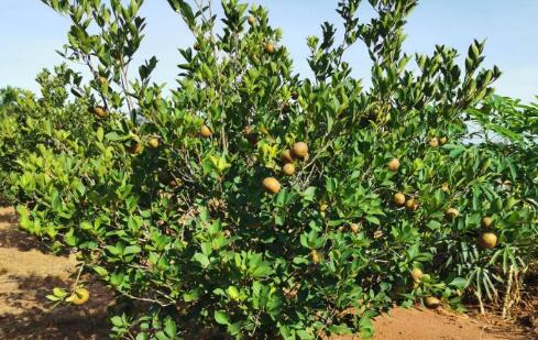 海口油茶良种示范林产业园带动村民吃上“产业饭”