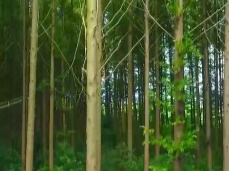 扩容增量 我国国土绿化重大工程取得新进展