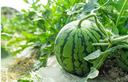 科技育苗正当时——“中国西瓜之乡”农田里的新变化