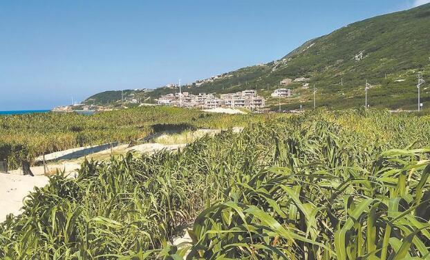 全国首个菌草类型重点实验室落地福建