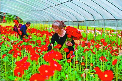 农文旅融合再提速  重庆“花经济”玩出新花样