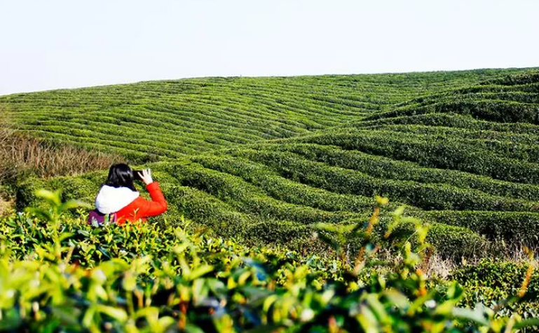 年吸引客流达550万 江苏高淳茶乡之旅靠啥脱颖而出？