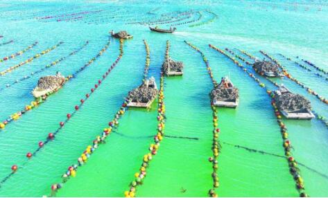 “中国海洋预制菜之乡”在山东荣成揭牌