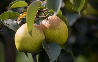 河北赵县：发展雪花梨产业 推进乡村振兴