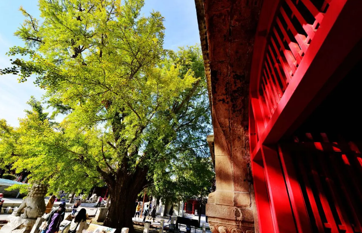 北京拓展古树保护范围 4条春季古树主题游线发布