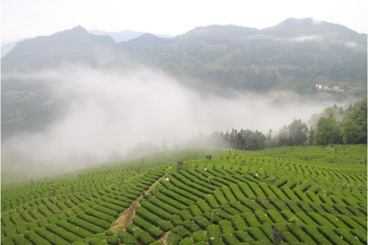 湖北恩施打造“中国茶谷”