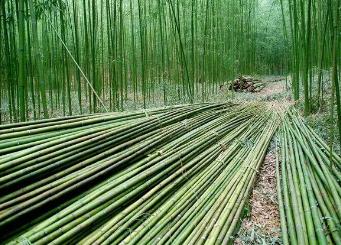 楠竹之乡——湖南省益阳市桃江县竹产业年产值超3600亿元