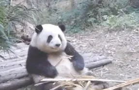 顶流“花花”带火熊猫IP 成都如何打好文旅“王炸”牌