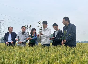 全国农业气象服务专家组分赴多地调查小麦长势