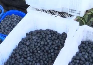 国产蓝莓迎来丰收季 日均交易量超进口蓝莓30倍