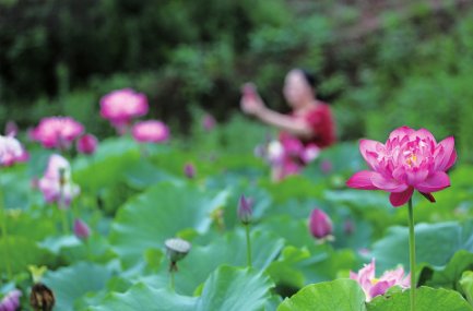 重庆大足区延伸产业链培育荷莲特色产业