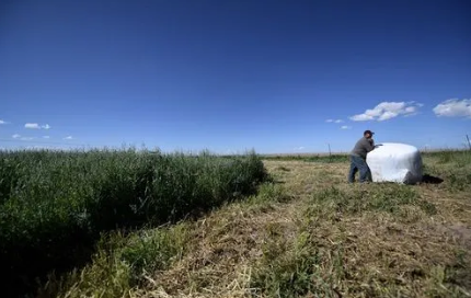 青海省年产饲草鲜草475万吨