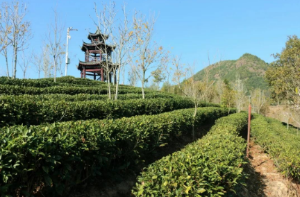 福建省松溪县深化茶旅融合 推动茶产业高质量发展