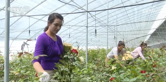 新疆发展高效戈壁农业 温室花卉规模化生产远销国外