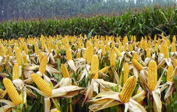 吉林：在“黄金玉米带”上做好玉米产业大文章