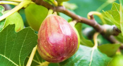 新疆岳普湖县被授予“中国无花果之乡”称号