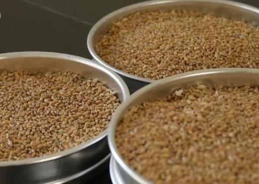 我国储粮新技术处于国际领先水平 “智慧粮库”让小麦“冻龄”