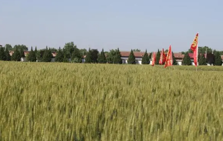 历时十八年阶梯式创新 甘肃旱地冬小麦育种获新突破