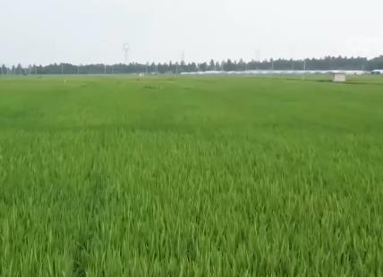 各早稻主产区多举措积极应对“三碰头”农业气象灾害