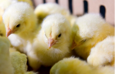 我国自主培育的种鸡首次走出国门