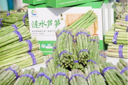 “小芦笋”撬动大产业 江苏涟水万亩芦笋年产值超10亿元